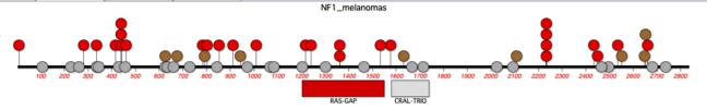 NF1 (Neurofibromin) - RAS GTPase-activating Protein NF1 RAS BRAF 12 % of Yale melanoma patients Mostly nonsense mutations,