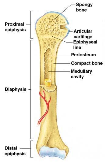 Articular cartilage Covers the external surface of the epiphyses Made of hyaline cartilage Decreases friction at joint surfaces