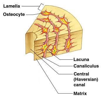 Lacunae Cavities containing bone cells (osteocytes) Arranged in concentric rings Lamellae Rings around the
