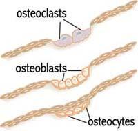Types of Bone Cells Osteocytes Mature bone cells Osteoblasts Bone-forming cells for bone growth Osteoclasts Bone-destroying cells