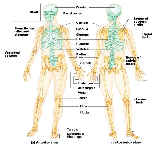 The Axial Skeleton Divided into three parts