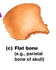 3. Flat bones Thin and flattened Usually curved Thin layers of