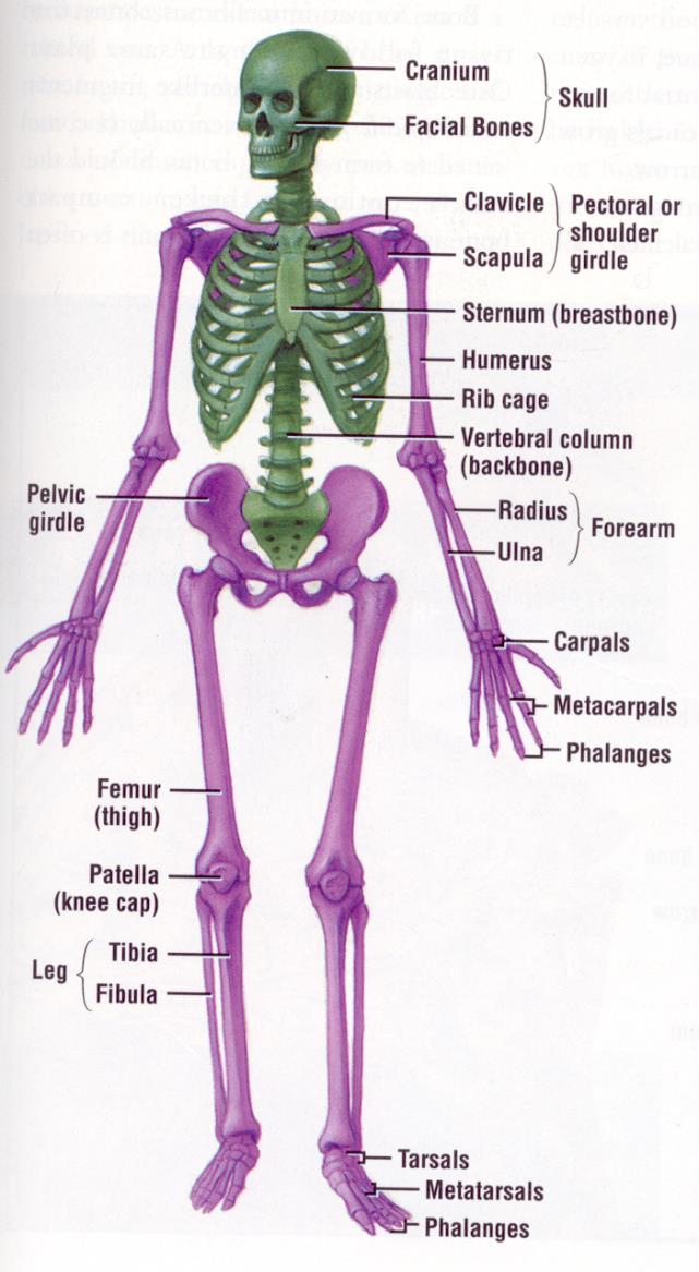 The Axial Skeleton Eighty bones segregated into