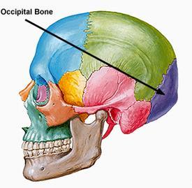 Occipital Bone Forms most of skull