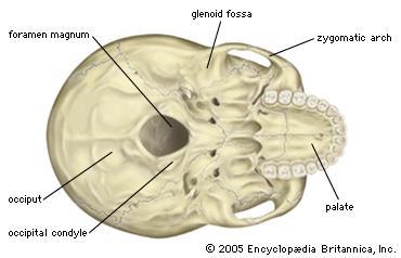 the foramen magnum through which
