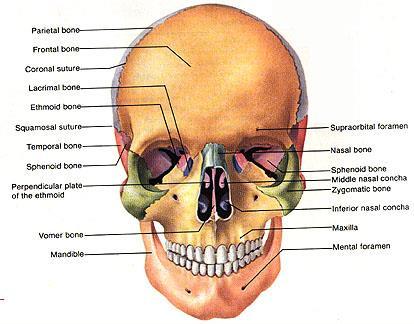 Facial bones 14 bones Only mandible and vomer are unpaired Only the mandible