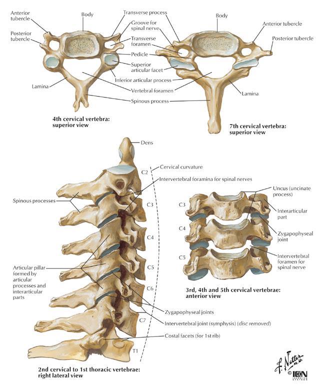 Vertebral Column Individual bones: vertebrae 7 cervical 12 thoracic 5