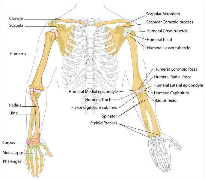 Upper Limbs 30 bones Arm Humerus Which type of bone?