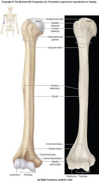 Humerus Long bone of the upper arm Deltoid muscle is anchored at the