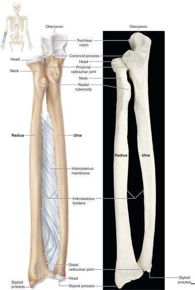 Forearm Ulna Radius Semilunar notch of ulna is part of the hinge joint Radius and