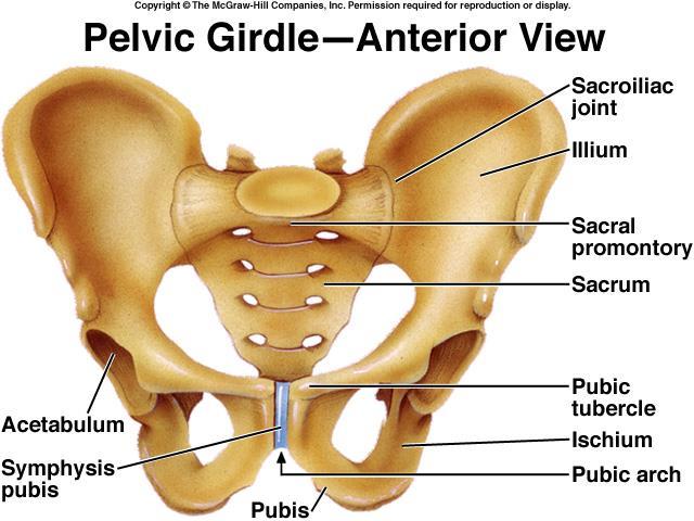 Pelvic Girdle Large and heavy bones Attached to axial skeleton Bearing weight most important function Houses reproductive organs,