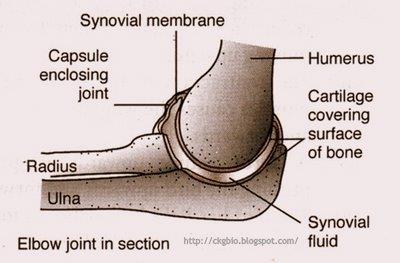 Hinge Joints Knee Elbow Phalanges A convex projection on one bone fits into a