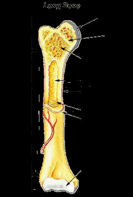 Structure of a Long Bone Medullary cavity 1) adults - yellow marrow 2)