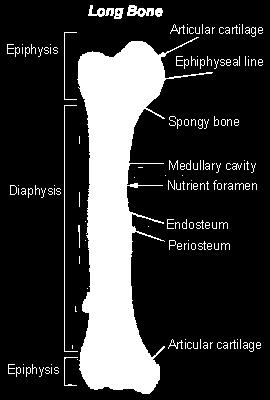 bones and epiphyses of some long bones Bone Markings Table 5.