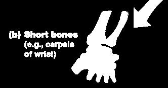 Classification of Bones Short Bones Generally cube-shape Contain mostly spongy bone