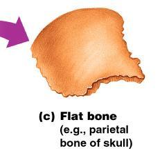 Classification of Bones Flat Bones Thin and flattened Usually curved Two thin