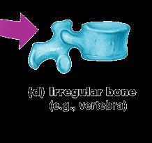 Classification of Bones Irregular Bones Irregular shape Do not fit