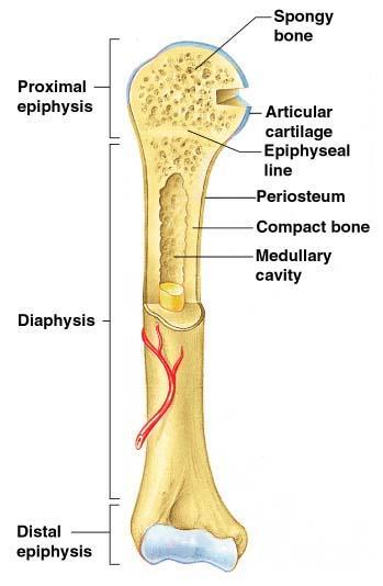 Structures of a Long Bone Articular Cartilage Covers the external surface of the epiphyses Made of
