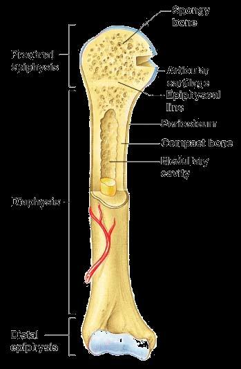 Structures of a Long Bone Medullary Cavity Cavity of the shaft Contains yellow