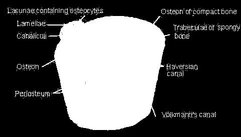 Microscopic Anatomy of Bone Osteon (Haversian System) A unit of bone Central (Haversian) canal Opening in the center of an osteon