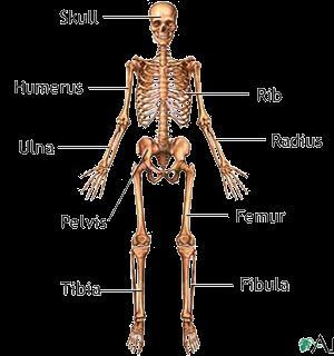 The Skeletal System Parts of the skeletal system: Bones (Skeleton) Osseous tissue, connective type of tissue Joints Cartilages Ligaments