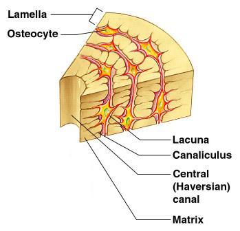 Microscopic Anatomy of Bone Canaliculi Tiny canals