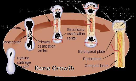 Bone Growth Bones are