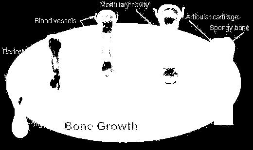 until growth stops Bones