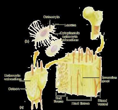 Types of Bone Cells Osteocytes Mature bone cells