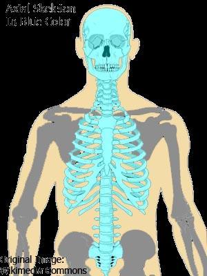 Skeletal System Divisions Axial Skeleton-