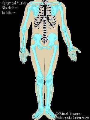 Skeletal System Divisions Appendicular Skeleton- limbs, limb connectors Pectoral