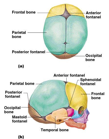 The Fetal Skull Fontanelles fibrous membranes connecting the cranial