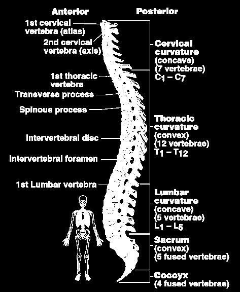 spine has a normal curvature Each