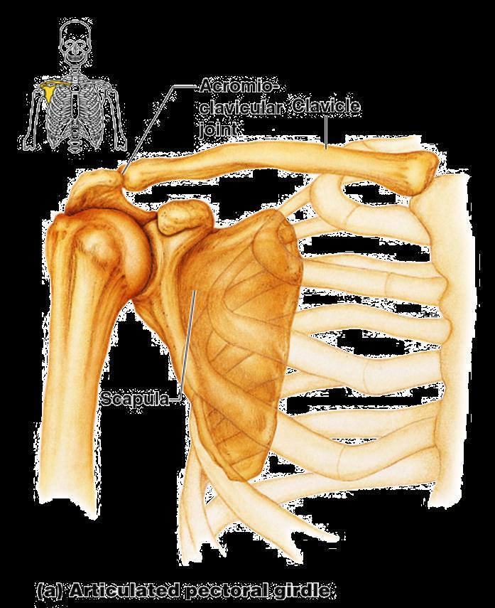 The Pectoral (Shoulder) Girdle Composed