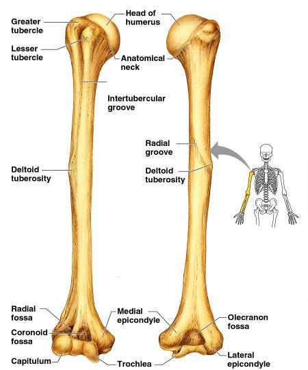 Bones of the Upper Limb The arm