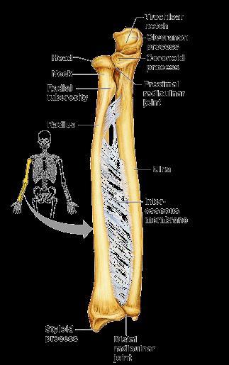 Bones of the Upper Limb The