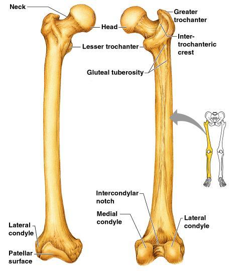 Bones of the Lower Limbs The