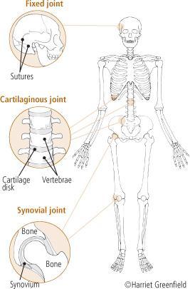 Structural Classification of Joints Fibrous Joints Generally immovable