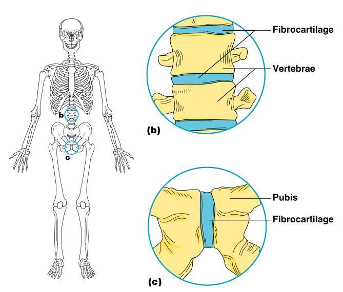 Cartilaginous Joints Bones connected by