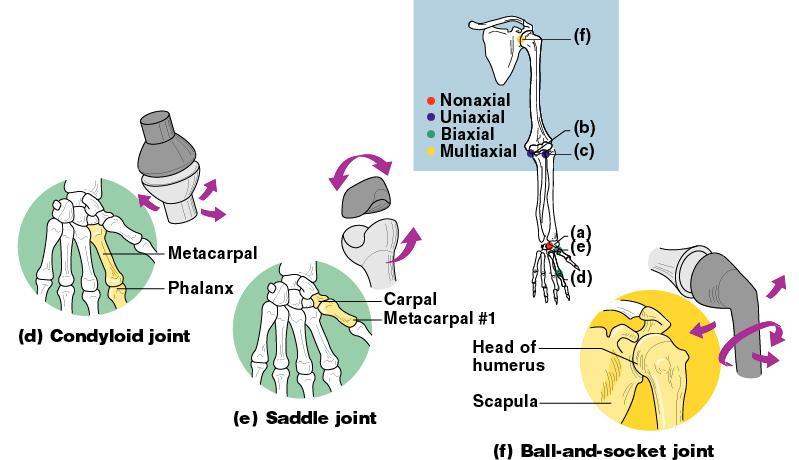 Types of Synovial