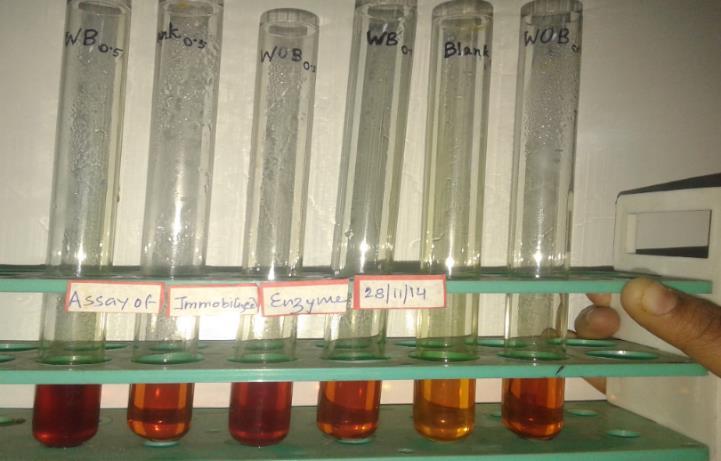 Table:3 Sample type Tube Substrate Enzyme Incubation 2N Enzyme DNS No Starch in soup For NaoH soup buffer 15 Blank T 0 1ml 0 ml minutes 2ml 0.5ml 1ml Free cells isolate T1 1ml 0.