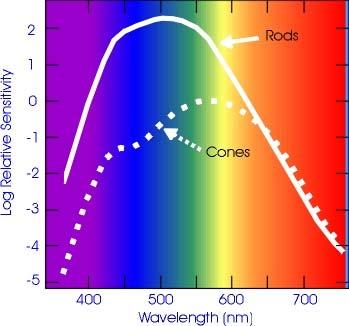 Spectral Sensitivity Rods are sensitive to changes in light intensity
