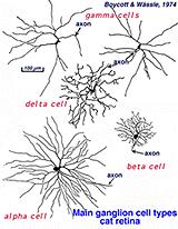Anatomical structure Sample responses from other neurons Many different shapes and sizes