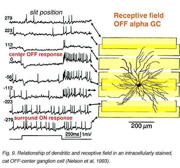 Center surround The properties of the receptive field are tied to the spatial spread of the ganglion cell dendrites But not exclusively so Remember that the cells that a ganglion cell receives inputs