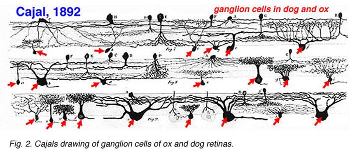 Ganglion cells There are many cells that operate in the eye We will focus on the cells that send outputs out of the eye to the