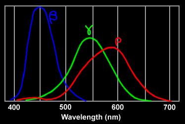 Cones sensitivity Different spectral sensitivities Long-wave