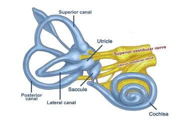 VESTIBULAR LABYRINTHS comprising of 3 semicircular canals, saccule, utricle VESTIBULAR NERVE with the sup. & inf.