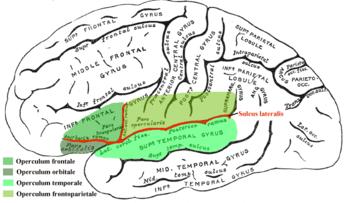 The Role of Parietal Areas The RH parietal operculum, which receives sensory information from the hands shows higher