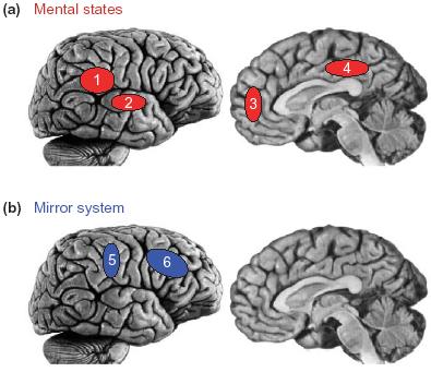 An alternative hypothesis: Do we use mirror neurons, instead of an intuitive theory, to understand other minds?