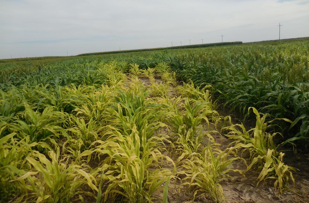 Kansas Fertilizer Research 2016 Check plot 3 lb/a Figure 1.